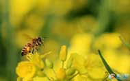 春天来了—蜜蜂饮蜜