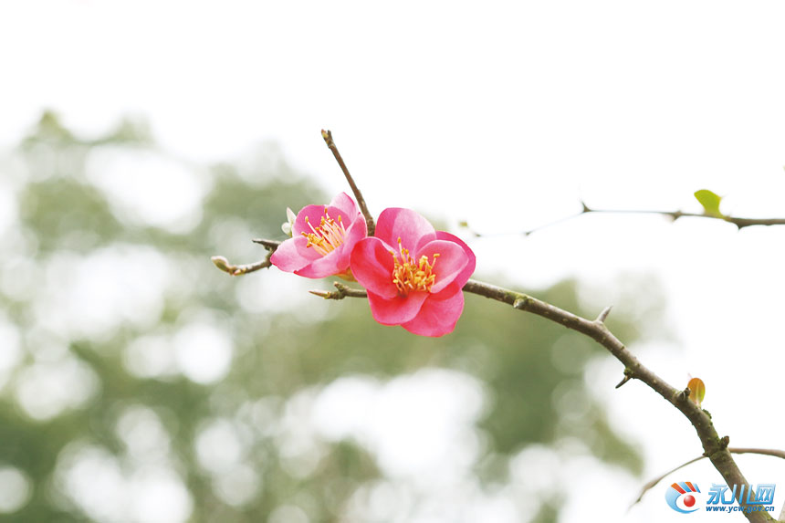 花开两朵  何清 摄