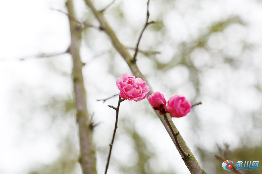 迎风绽放  何清 摄