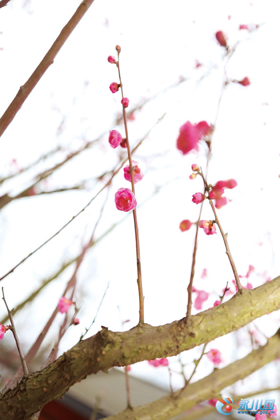 花上枝头  何清 摄