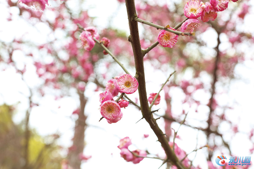 竞相开放  何清 摄
