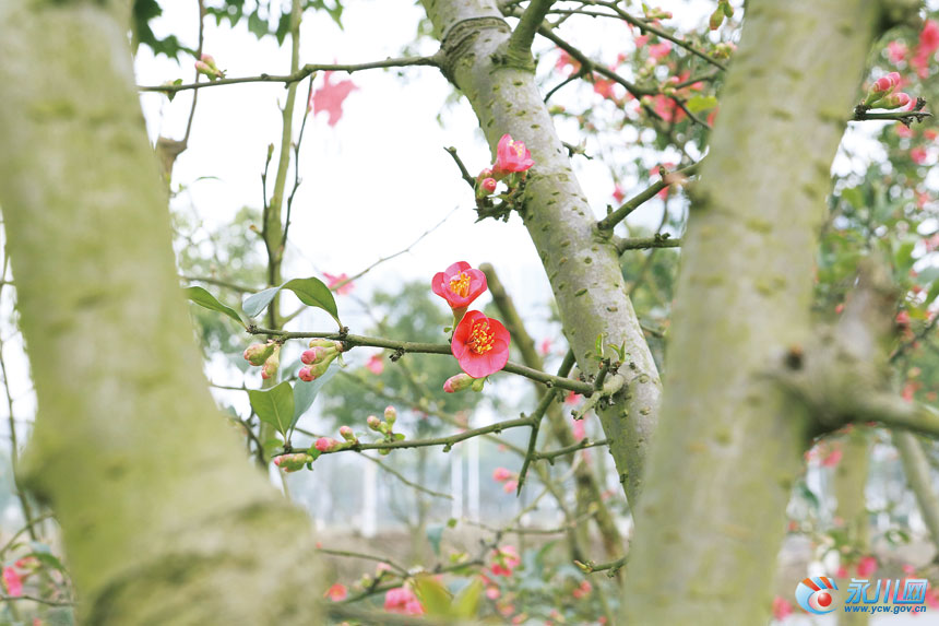 春满棠城  何清 摄