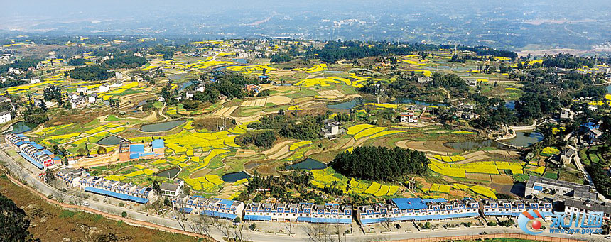 一排漂亮的农房点缀在生机勃勃的田园中