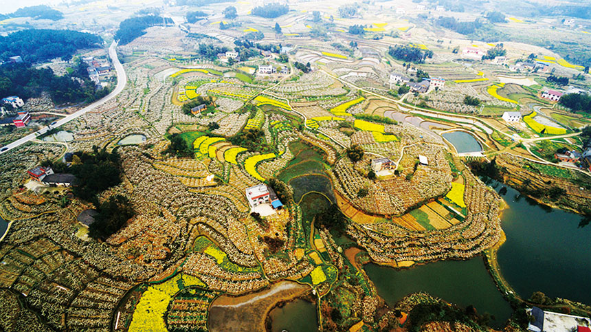 《吉安水果之乡》彭刚