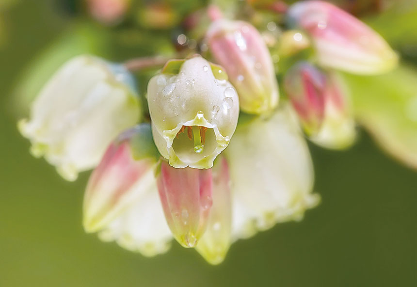 《蓝莓花儿开》曾勇