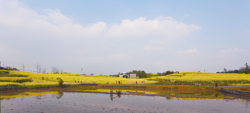 织春 刘灿摄于三教镇